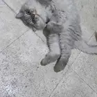 قط مفقود