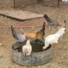 دجاج بلدي بشاير