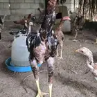 بيض دجاج باكستاني مخصب