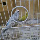 طيور ببغاء بادجي للبيع (زوجين)