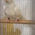 كروان لابينو عيون حمرا