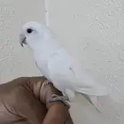 روز اليف للبيع ( تم البيع )