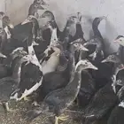 بط مصري العدد 42 علا اسوام