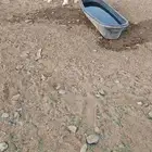 للبيع طلي صنف العمر 4شهور