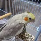 كروان أليف عدد 2