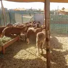 سواكني تربيه  حري   تيوس