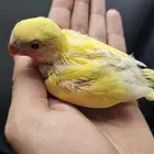فرخ روز لاتينو عيون حمر