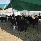 طليان نعيميات و معزا