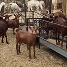 غنم دهم محايلية