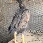 فراخ باكستاني