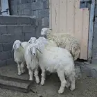 رخال وبهم شحم ولحم