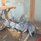 دجاج سبرايت شبابي إنتاج خوارج   تم البيع