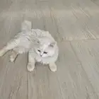 بسه لتبني