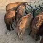 سواكني سواكن حمري ناهي