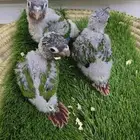 نفذت الكميه