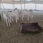 للبيع تيوس بلدي