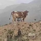 بقره قربت تولد