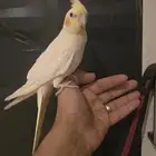 كروان متكلم اليف