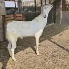 تيس هجين بيشي اجم