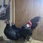 دجاج روز كامب المميز