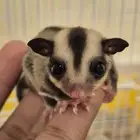 شوقر قلايدر  سنجاب طائر للبيع مستعجل