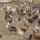 دجاج للبيع