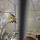 زوج كنيور اناناس غير اليف