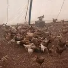 دجاج بلدي هجين تركي عمر شهرين