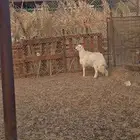 طلي حري تبريكه