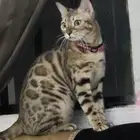 قطة