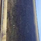 برويز نحل بلدي للبيع العدد 60