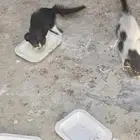 قطط صغار للتبني