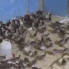 دجاج حبشي العدد 400 الحبه على 8 ريال الكميه كم تبغونها موجود