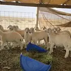 طليان ورخال
