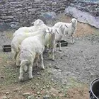 طليان فاااخره