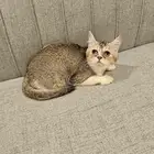 قط سكوتش ستريت للتبني