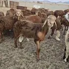 طليان سواكن مرابي اوزانها عاليه ماشاء الله