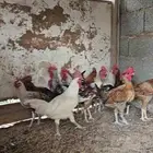 ديوك بلدي