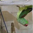 انثى دره نيبالي سوبر جامبو
