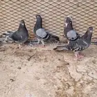 حمام قطيفي مطيار جوزين