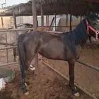 مهره شعبيه دهما