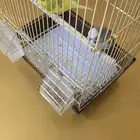 عصفور طيور حب