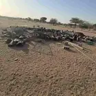 سطل   شبك حمام