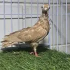 حمام كوري