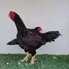 دجاج كورنيش