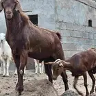 تيس فحل جرم كبير
