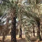 نخل خلاص وسكري للبيع كامل النخلة عدد 50 تقريبا طول (6_3) متر