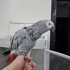 ببغاء كاسكو متكلم ولعوب للبيع