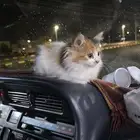 حيوانات اليفه للتبني بدون مقابل