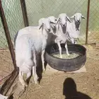 طليان جذعان